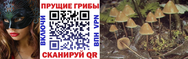цены наркотик  Сафоново  hydra tor  Галлюциногенные грибы Cubensis 
