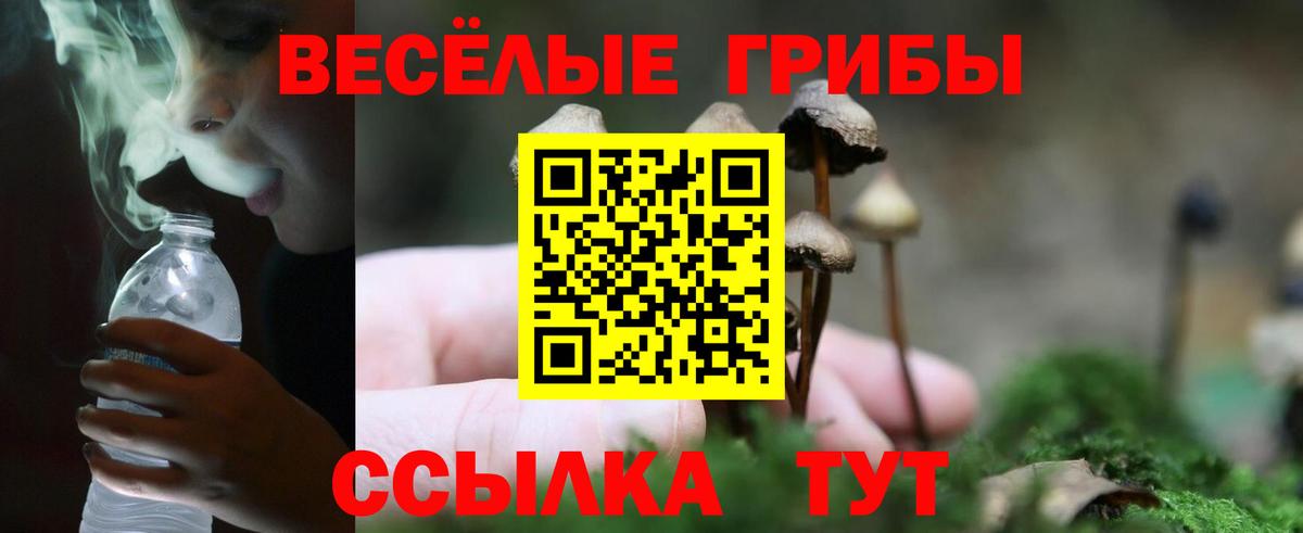 Сафоново  Псилоцибиновые грибы Cubensis  где найти   Вход с VPN 